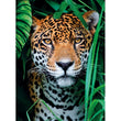 Charger l'image dans la galerie, Jaguar In The Jungle - 500 pièces