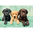 Charger l'image dans la galerie, Three Labrador - 1000 pièces